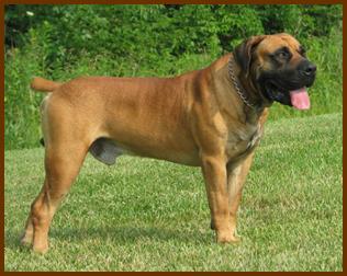 Boerboel: The South African Mastiff (image credits: wikimedia)