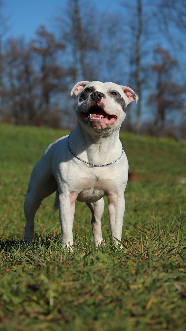 Staffordshire Bull Terrier: The Compact Protector (image credits: pixabay)