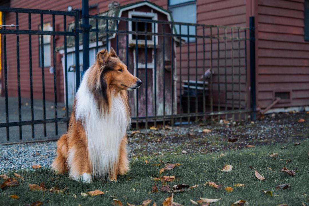 Collie: The Devoted Shepherd (image credits: unsplash)
