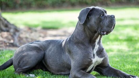 25 Loyal Dog Breeds That Will Protect You With Their Life