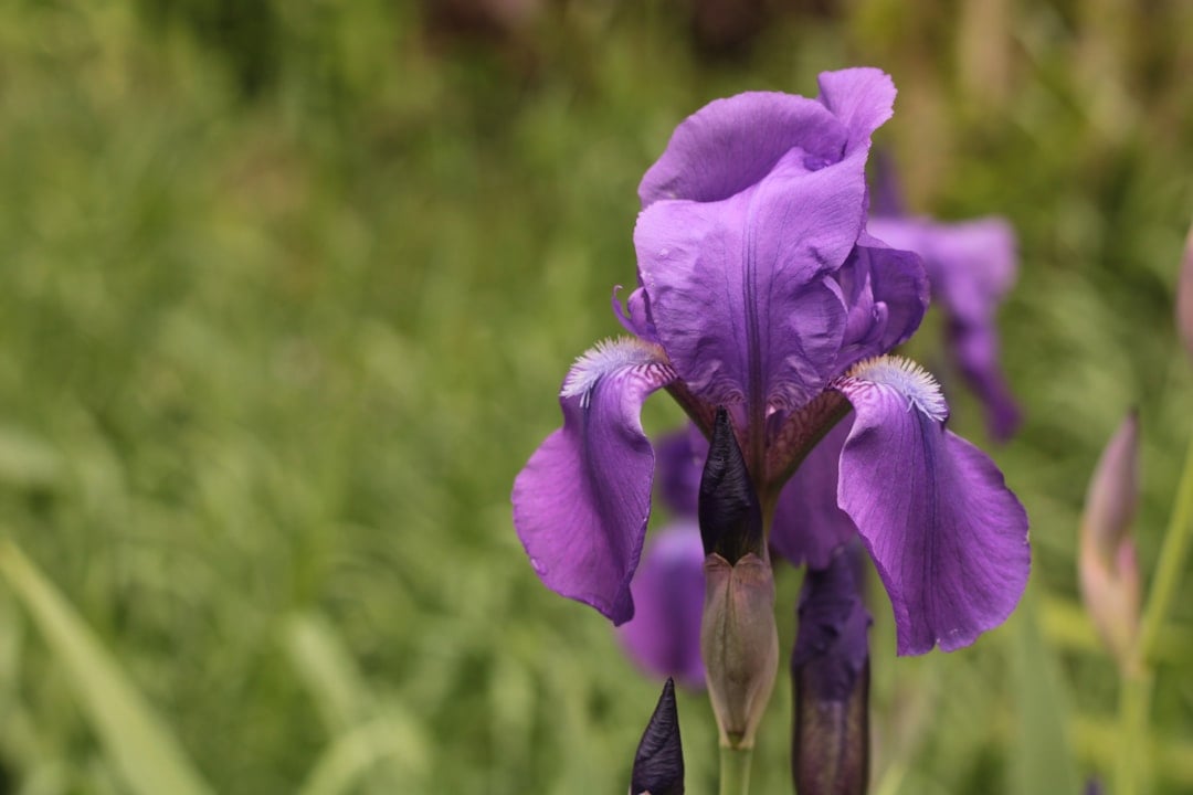 Plant Native Mississippi Wildflowers (image credits: unsplash)