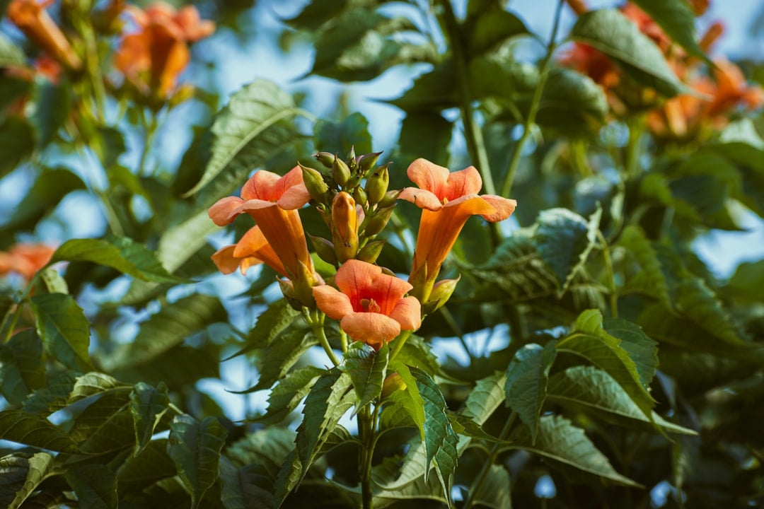 Install Trumpet-Shaped Flowering Vines (image credits: unsplash)