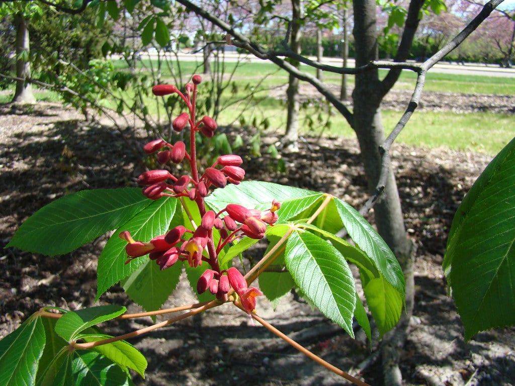 Establish Early Spring Blooming Shrubs (image credits: flickr)