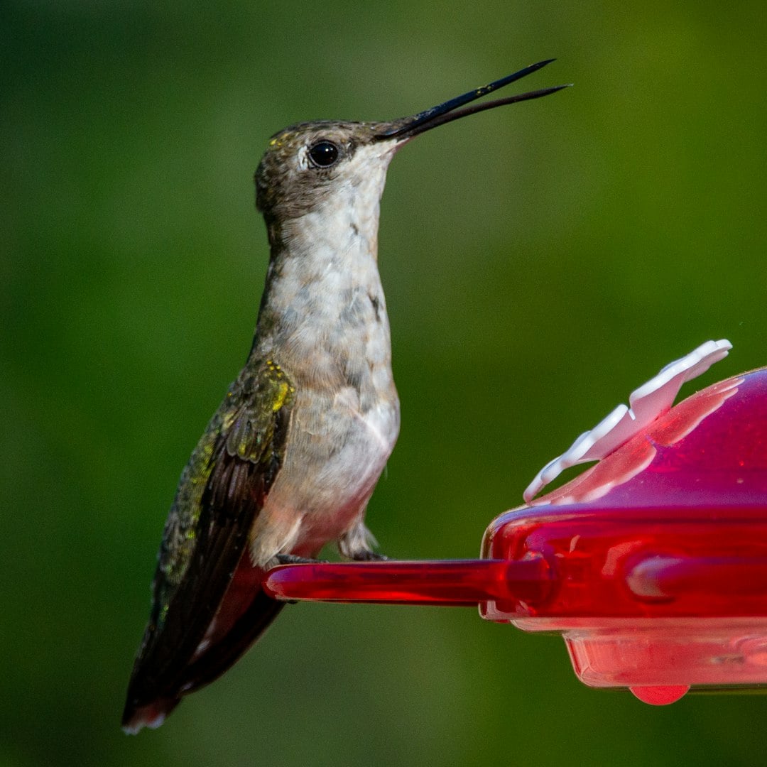 Maintain Scrupulous Feeder Cleanliness (image credits: unsplash)