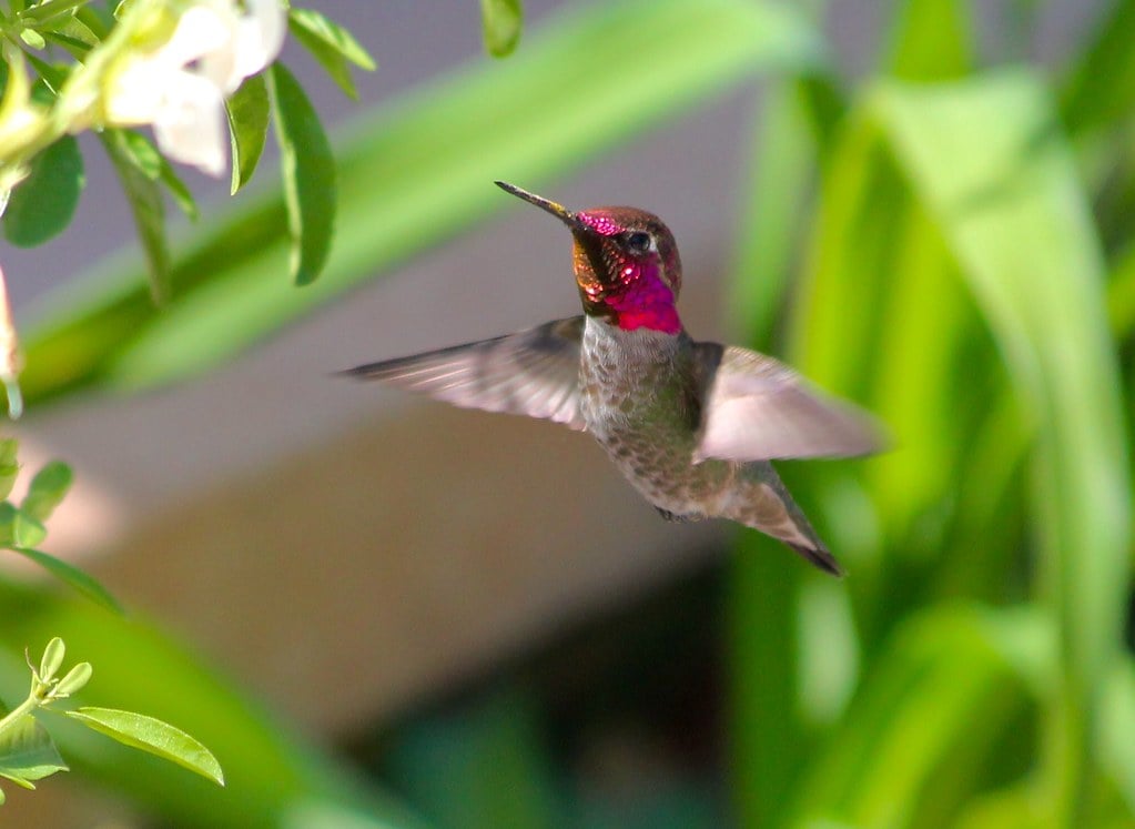 Avoid All Chemical Pesticides (image credits: flickr)