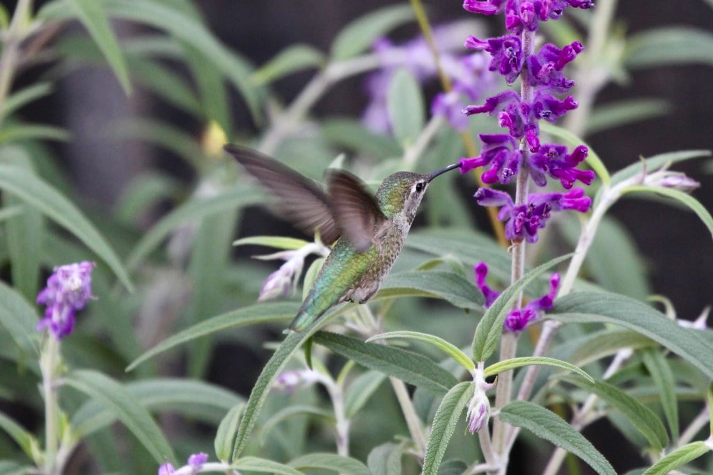 Create Extended Blooming Seasons (image credits: flickr)