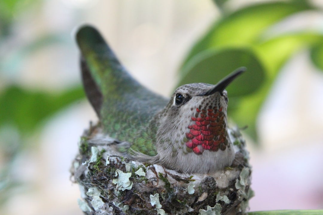Establish Nesting Habitat Areas (image credits: unsplash)
