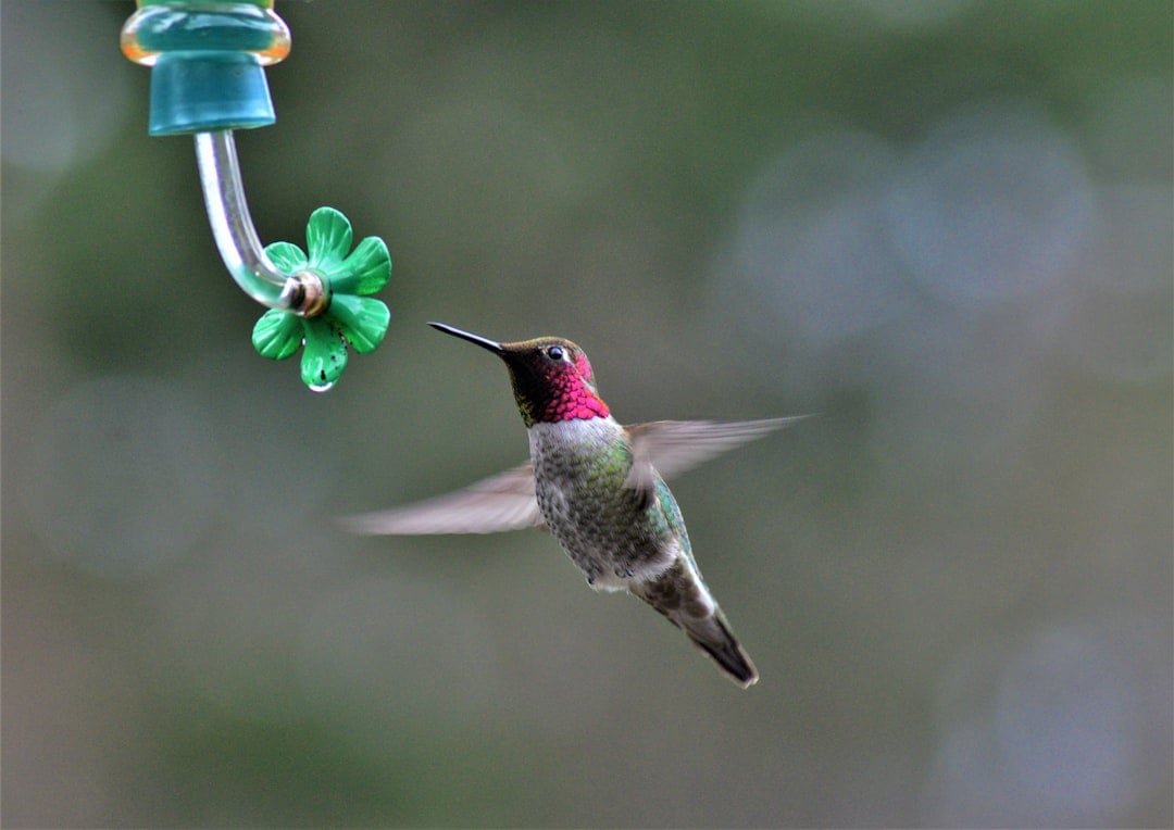 Position Feeders Strategically (image credits: unsplash)