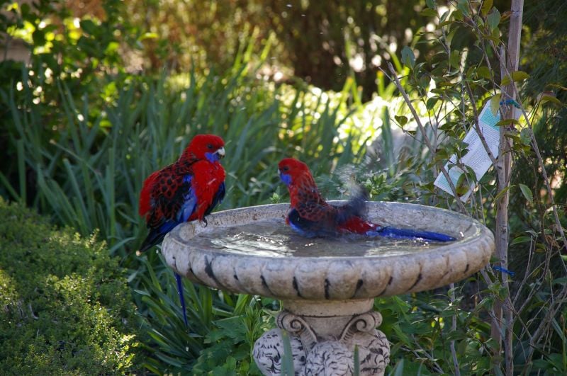 Maintain Year-Round Garden Elements (image credits: wikimedia)