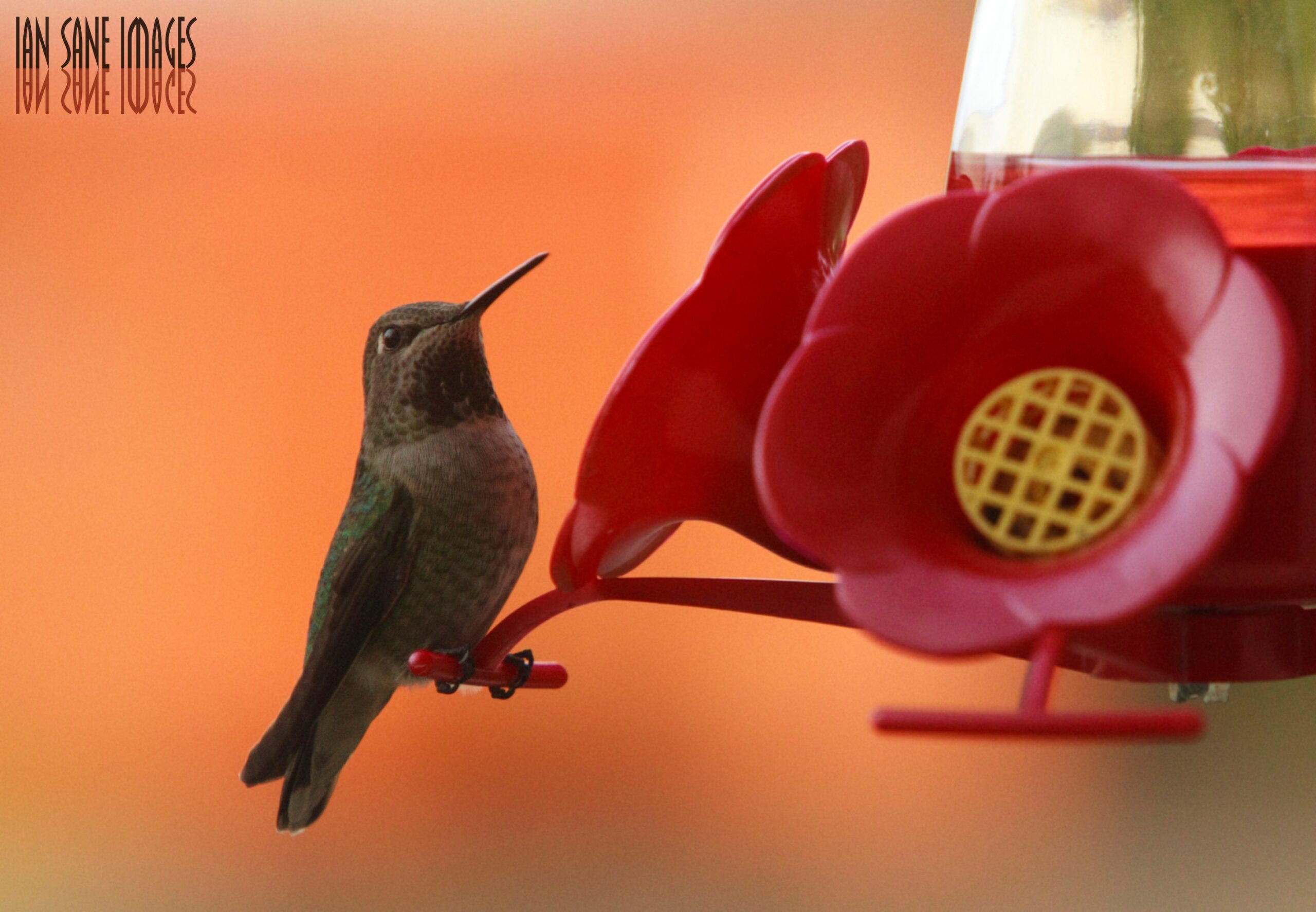 17. Placing Feeders Too Close to Windows (image credits: wikimedia)