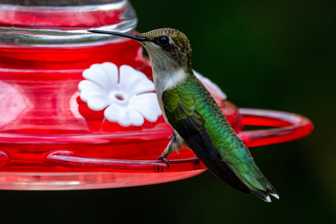 15. Using Oversized Feeders (image credits: unsplash)