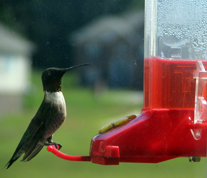 14. Adding Red Dye to Nectar (image credits: wikimedia)