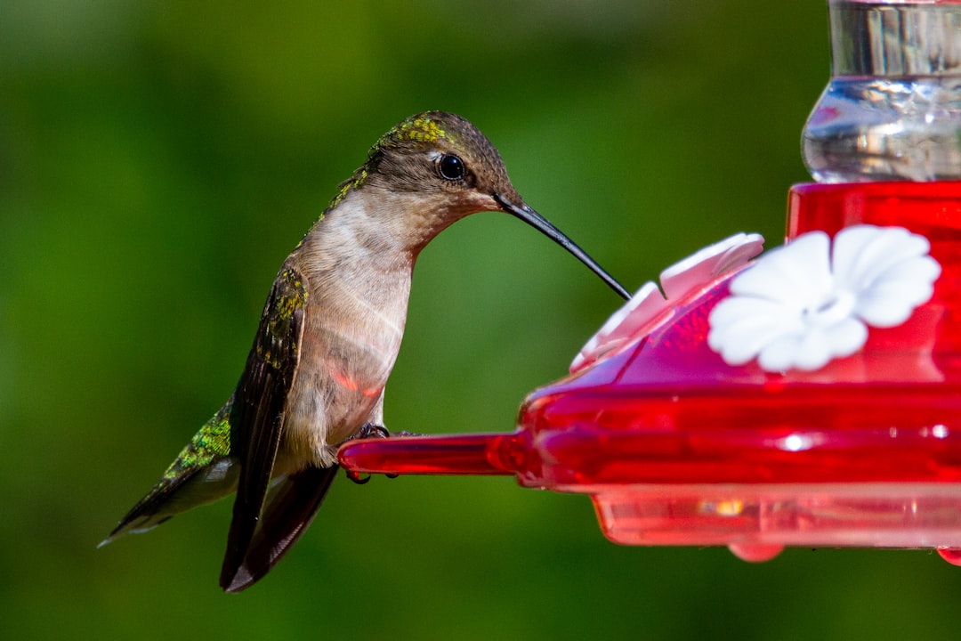 13. Poor Feeder Placement Strategy (image credits: unsplash)