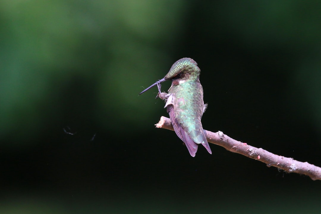 9. Removing Feeders Too Early in Fall (image credits: unsplash)