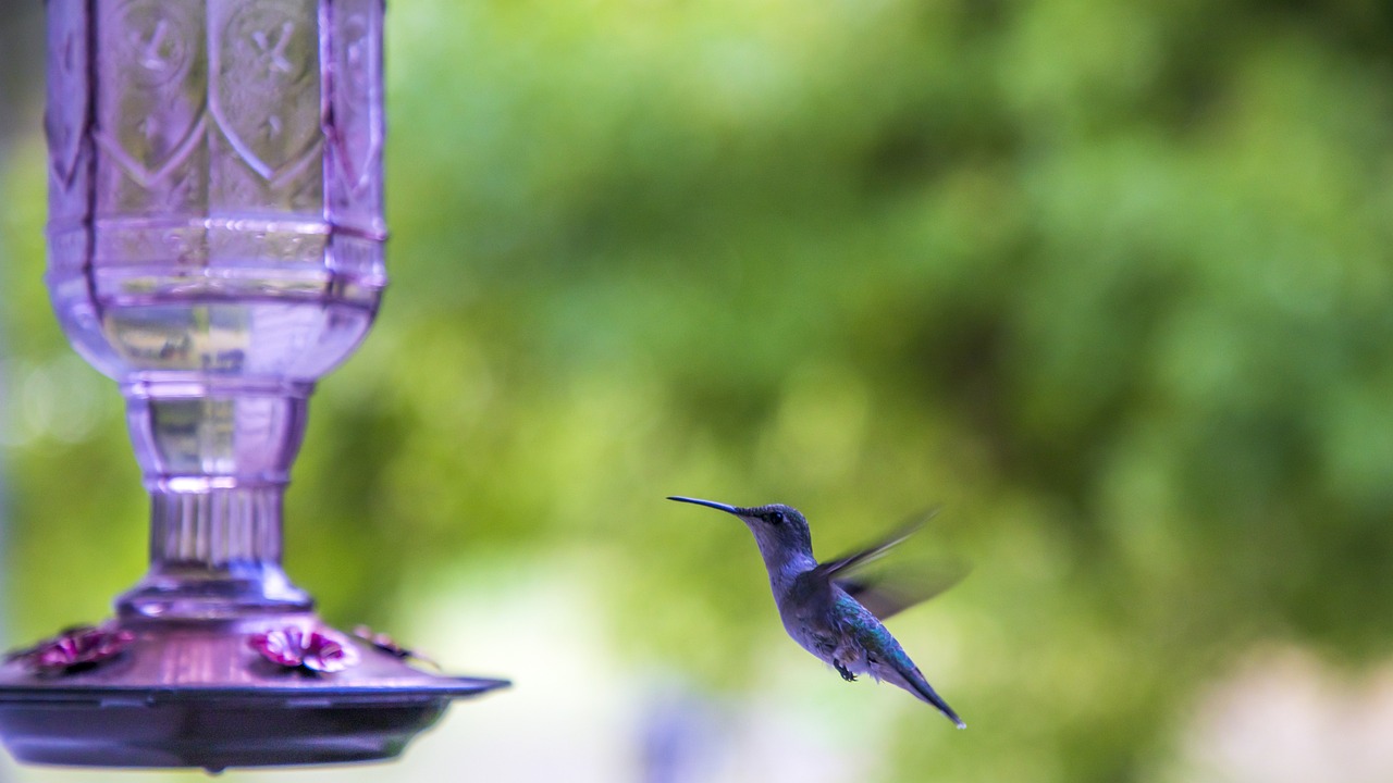 8. Having Only One Feeder (image credits: pixabay)