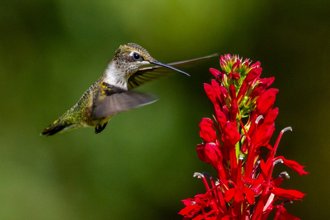 6. Ignoring Native Plant Requirements (image credits: unsplash)