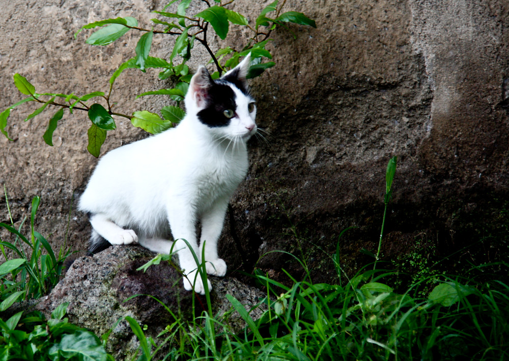 5. Allowing Cats to Roam Free (image credits: flickr)
