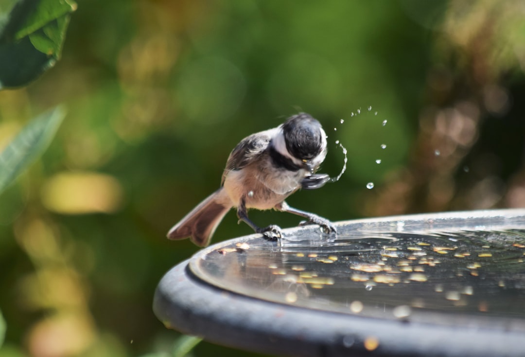 3. Lack of Water Features (image credits: unsplash)