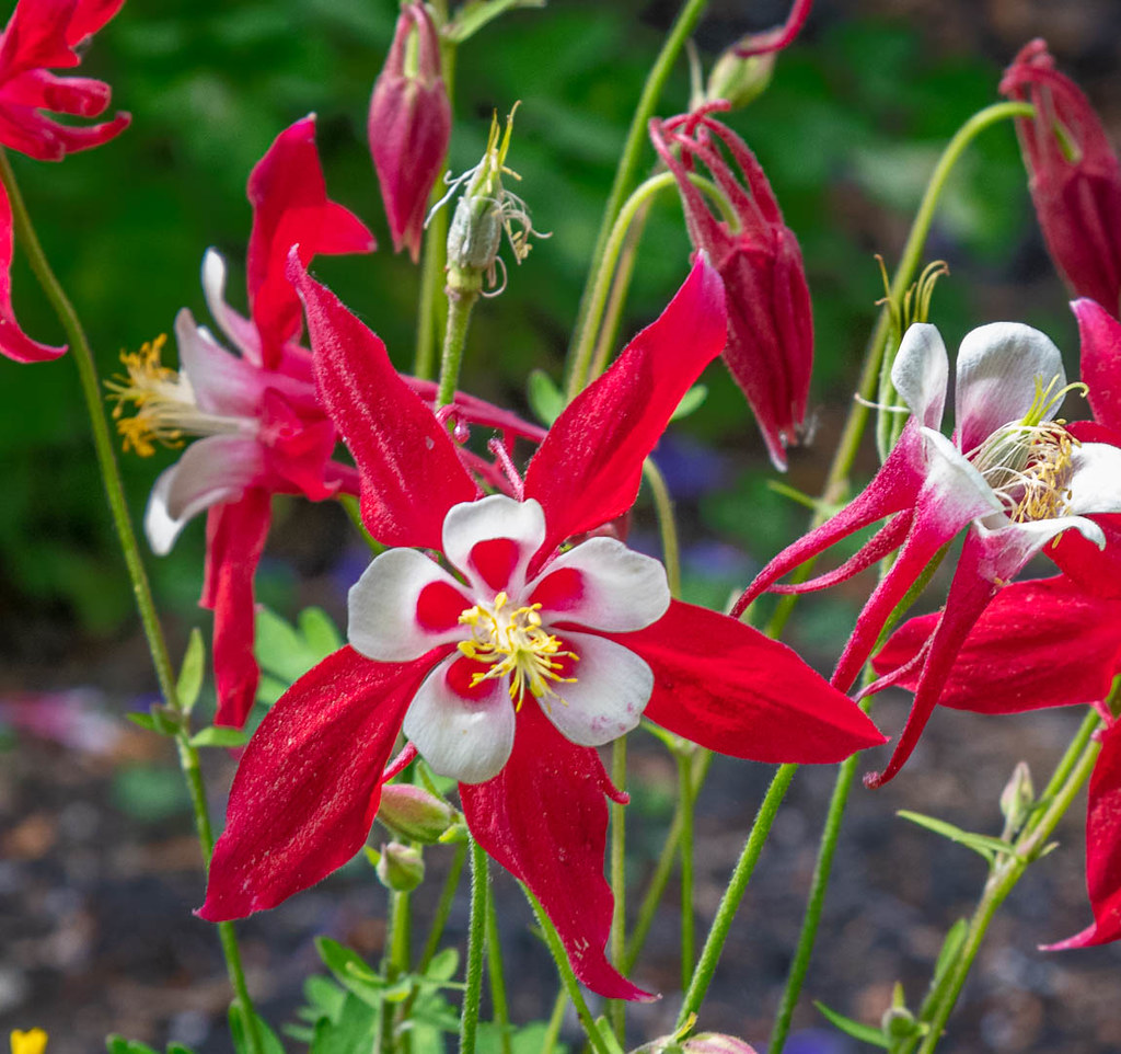 #16 Columbine (image credits: flickr)