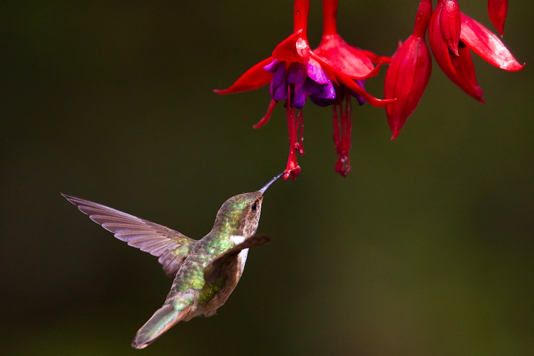 #15 Fuchsia (image credits: unsplash)
