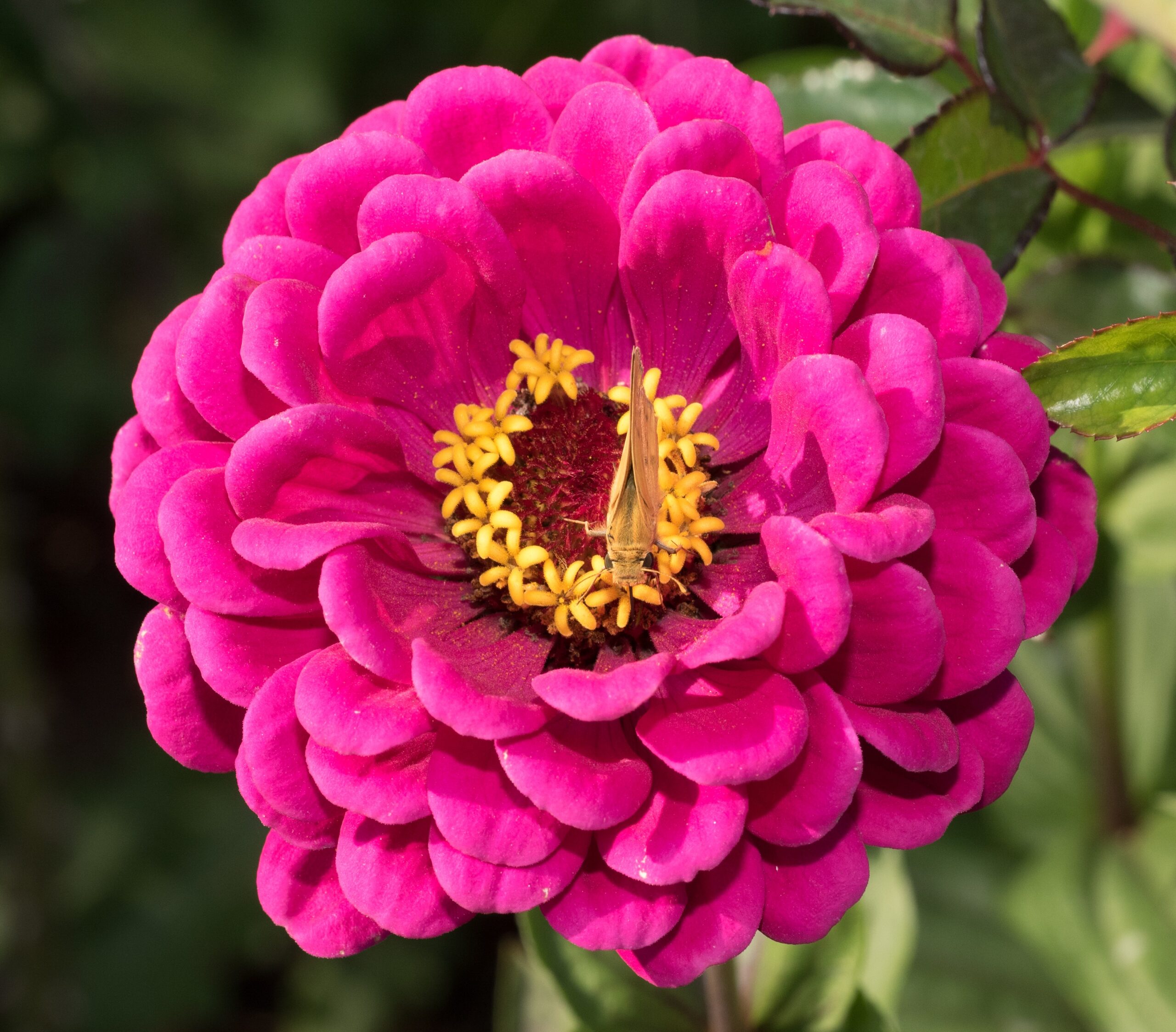 #14 Zinnia (image credits: wikimedia)