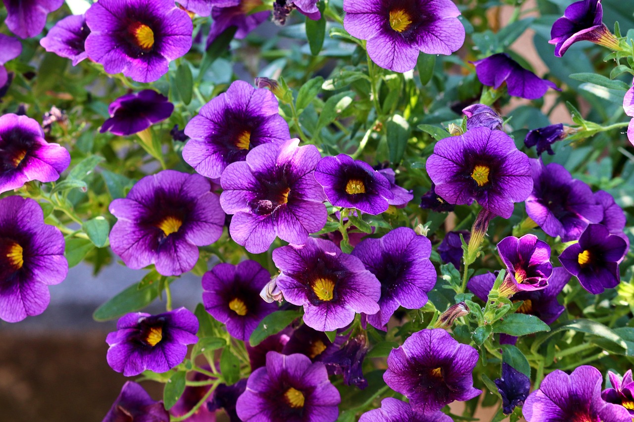 #13 Petunias (image credits: pixabay)