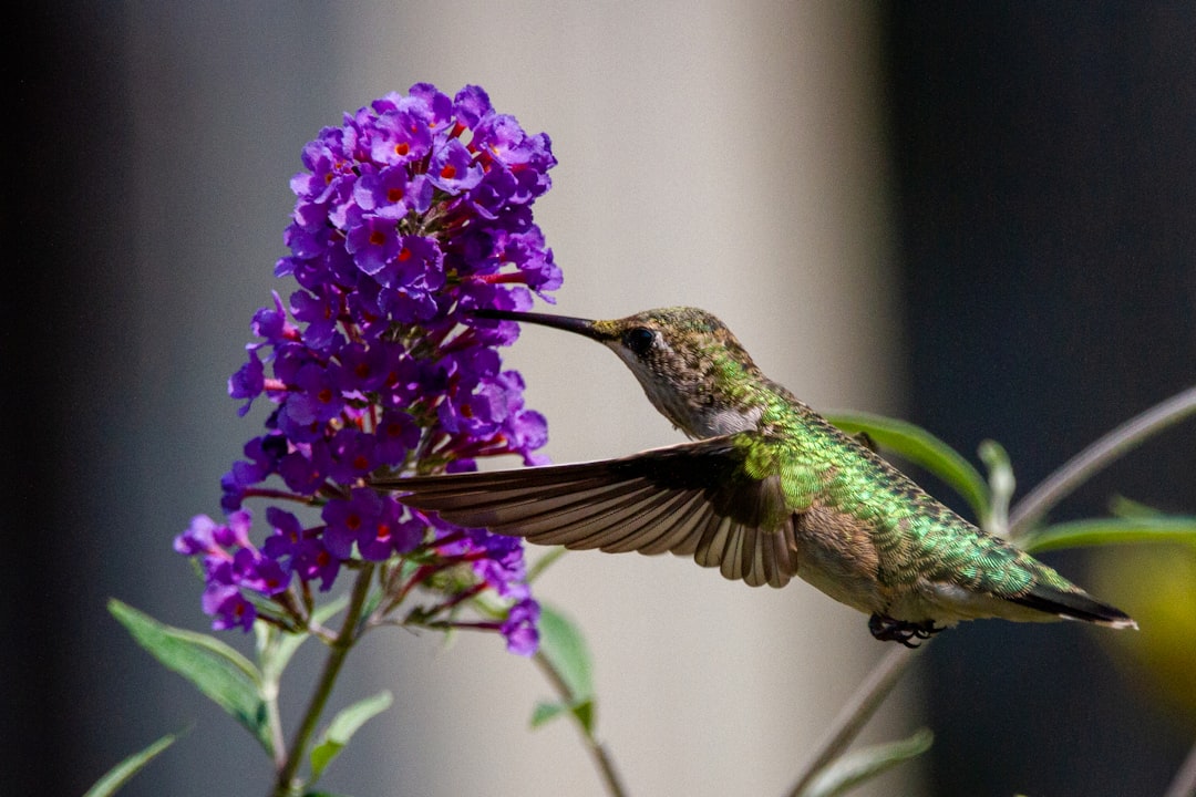 #12 Butterfly Bush (image credits: unsplash)