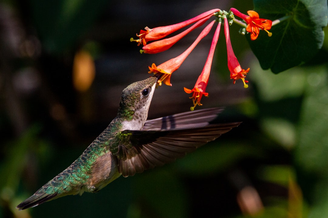 #11 Lantana (image credits: unsplash)