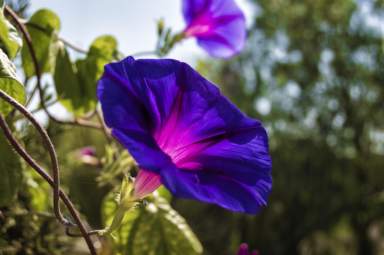 #10 Morning Glory (image credits: pixabay)