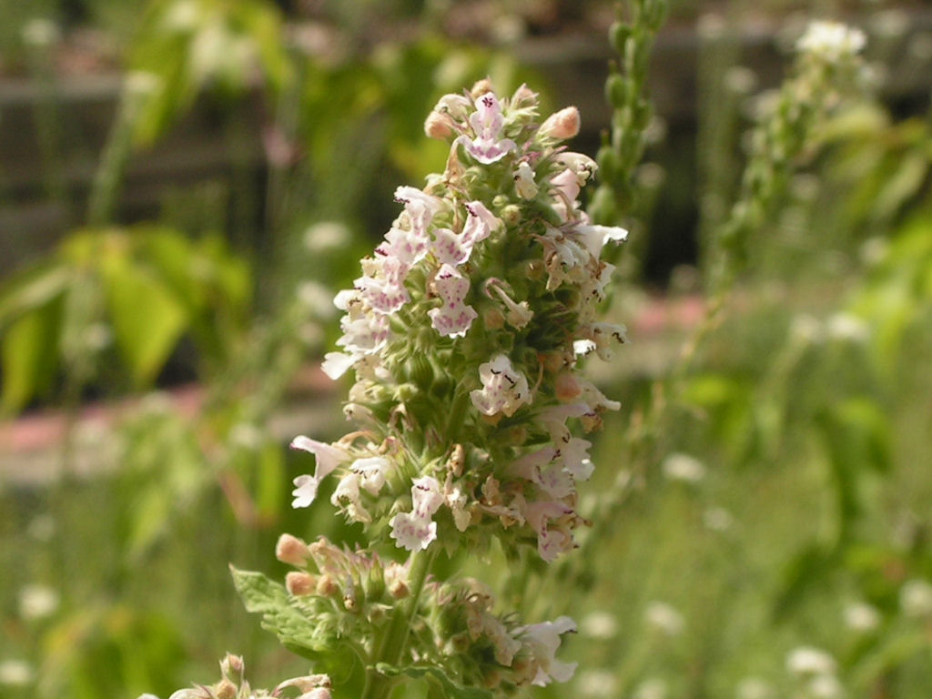 #7 Catmint (image credits: wikimedia)
