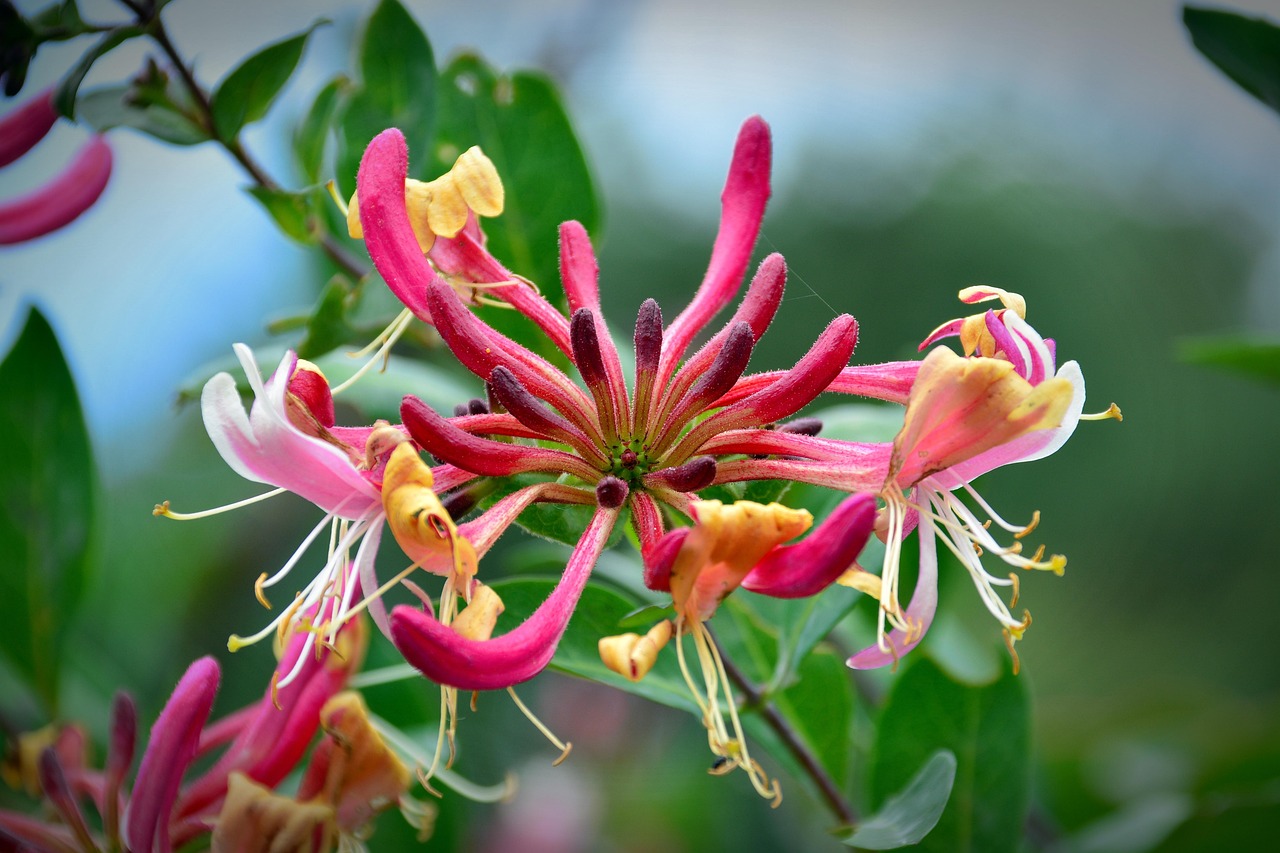 #6 Honeysuckle (Native Varieties) (image credits: pixabay)