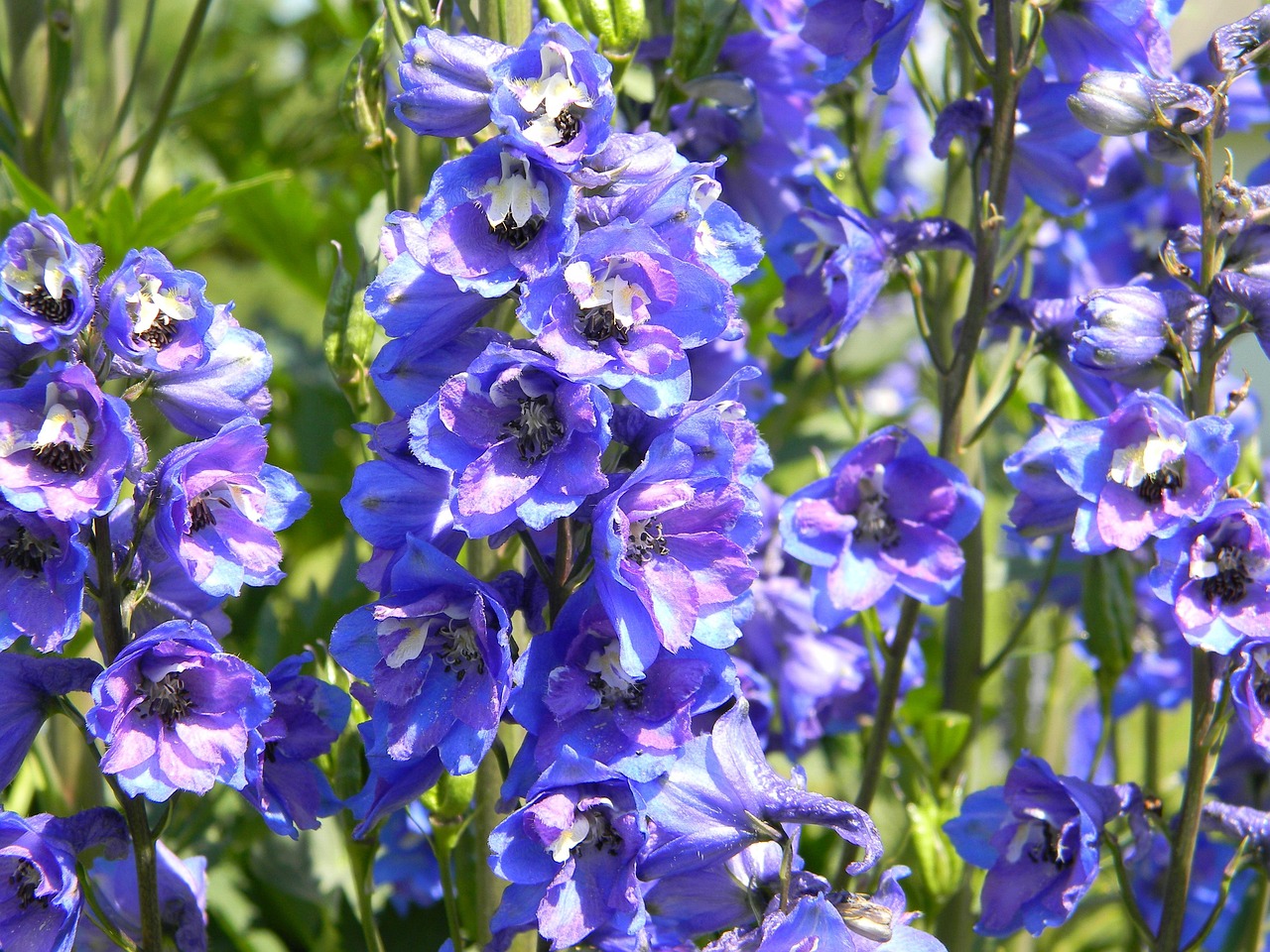 #5 Delphinium (image credits: pixabay)