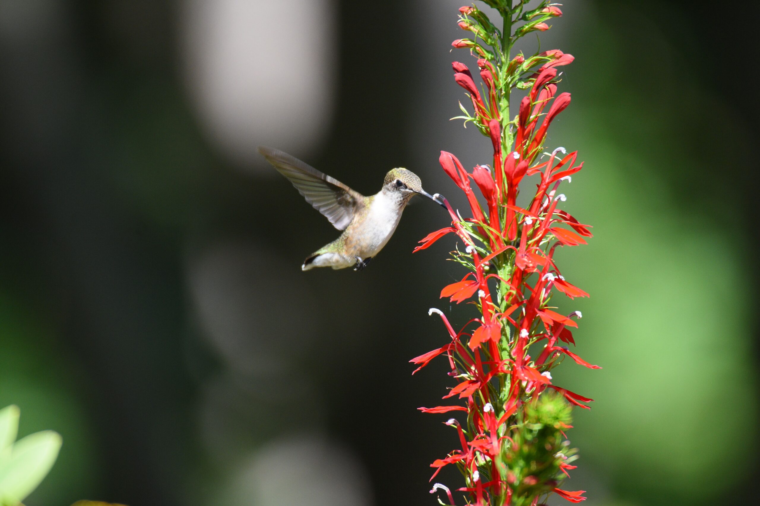 #4 Cardinal Flower (image credits: wikimedia)