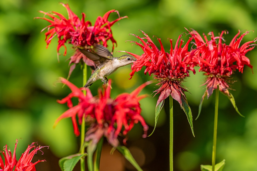 #3 Bee Balm (image credits: unsplash)