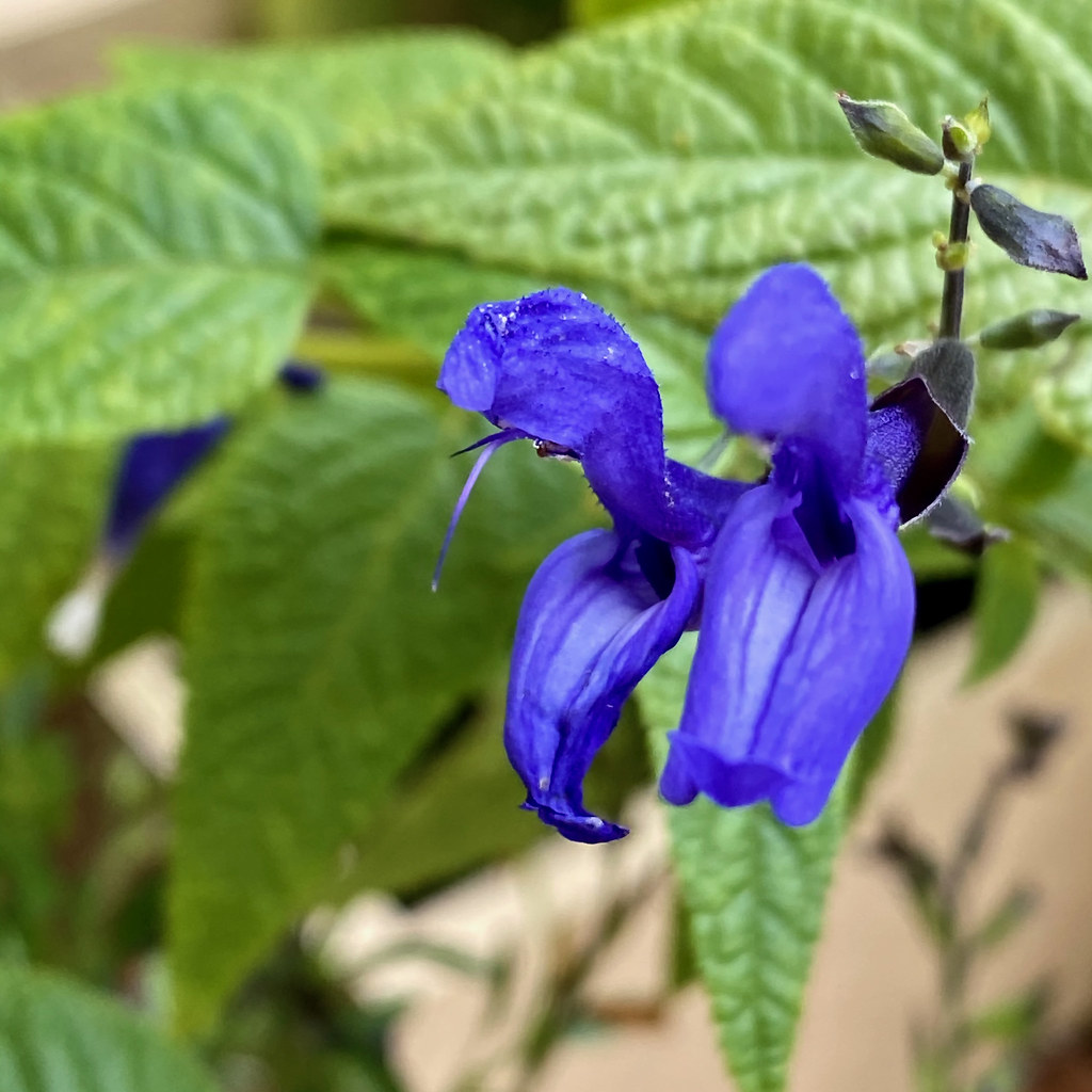 #2 Salvia (image credits: flickr)