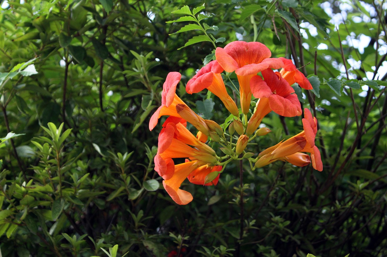 #1 Trumpet Vine (image credits: pixabay)