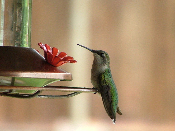Position Feeders at the Perfect Height and Distance (image credits: flickr)
