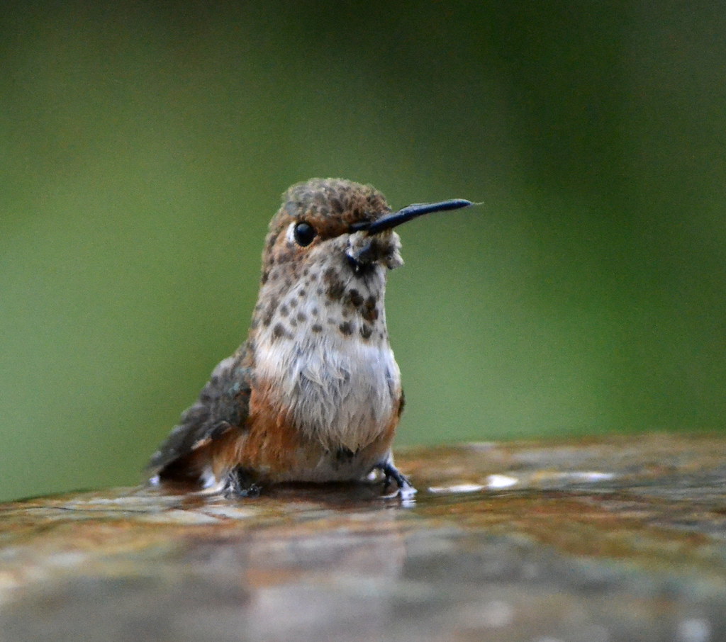 Add Moving Water Features (image credits: flickr)