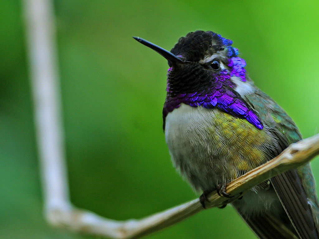 Provide Strategic Perching Spots (image credits: wikimedia)