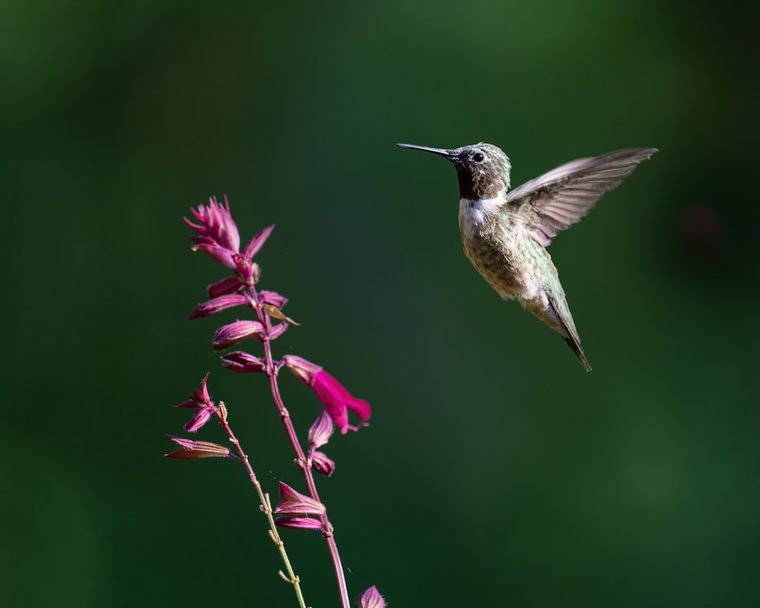 Time Your Garden for Migration Patterns (image credits: unsplash)