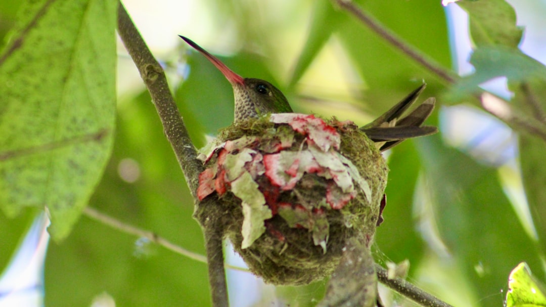 Create Shelter and Nesting Areas (image credits: unsplash)