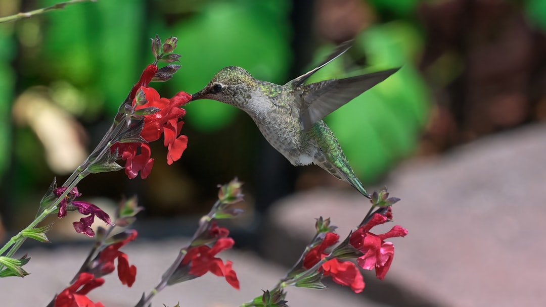Consider Container Gardening Options (image credits: unsplash)