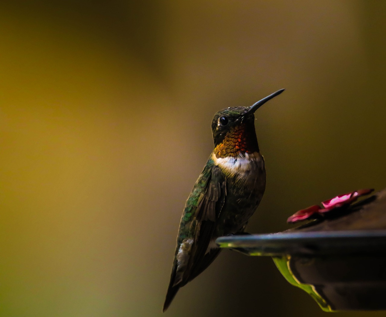 Maintain Consistent Feeding Schedules (image credits: pixabay)