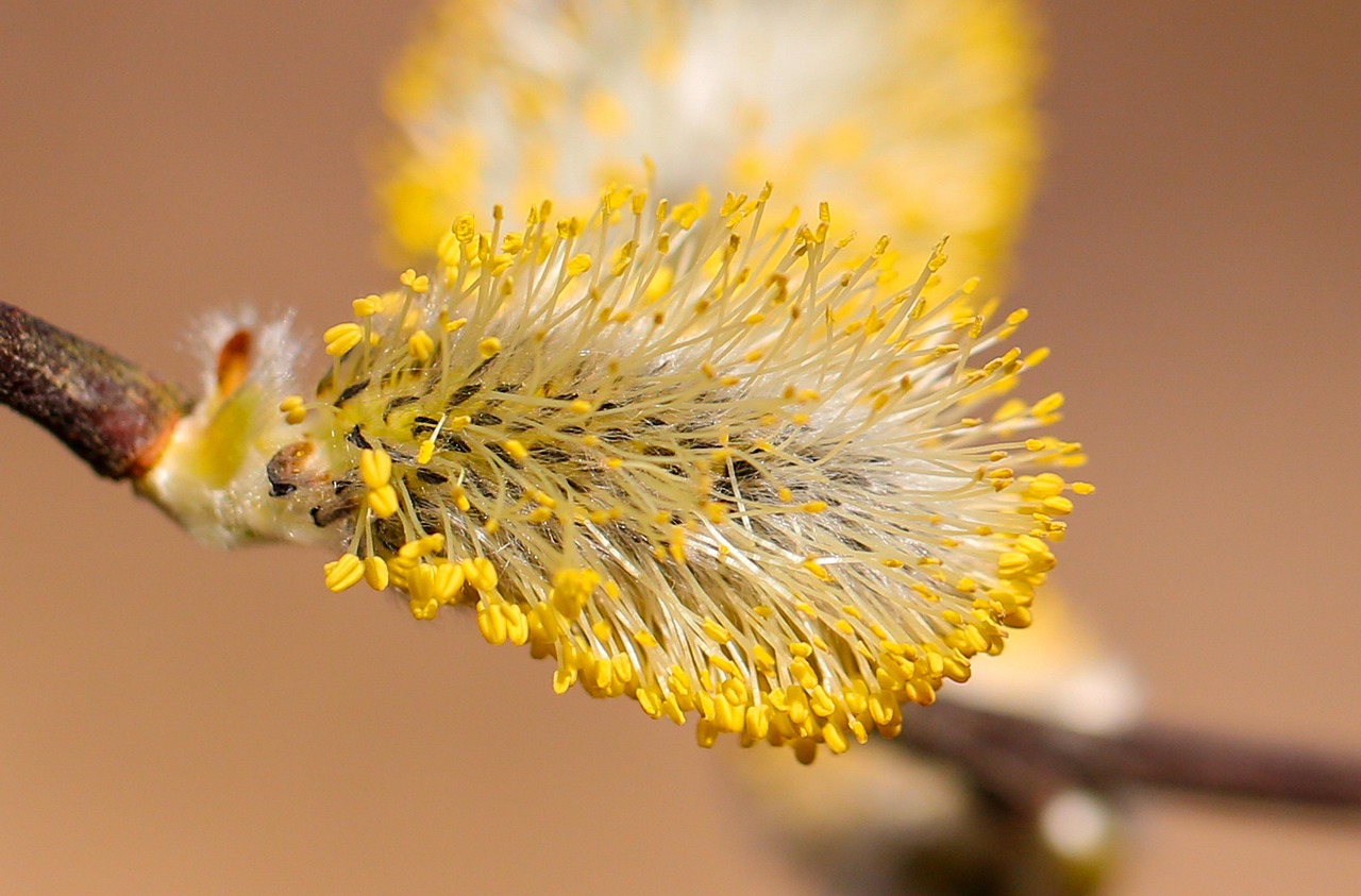 Add Fuzzy Plants for Nesting Material (image credits: pixabay)