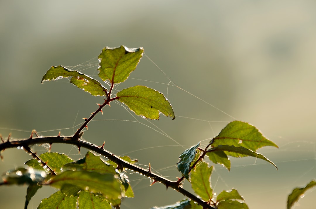 Monitor for Spider Webs and Hazards (image credits: unsplash)