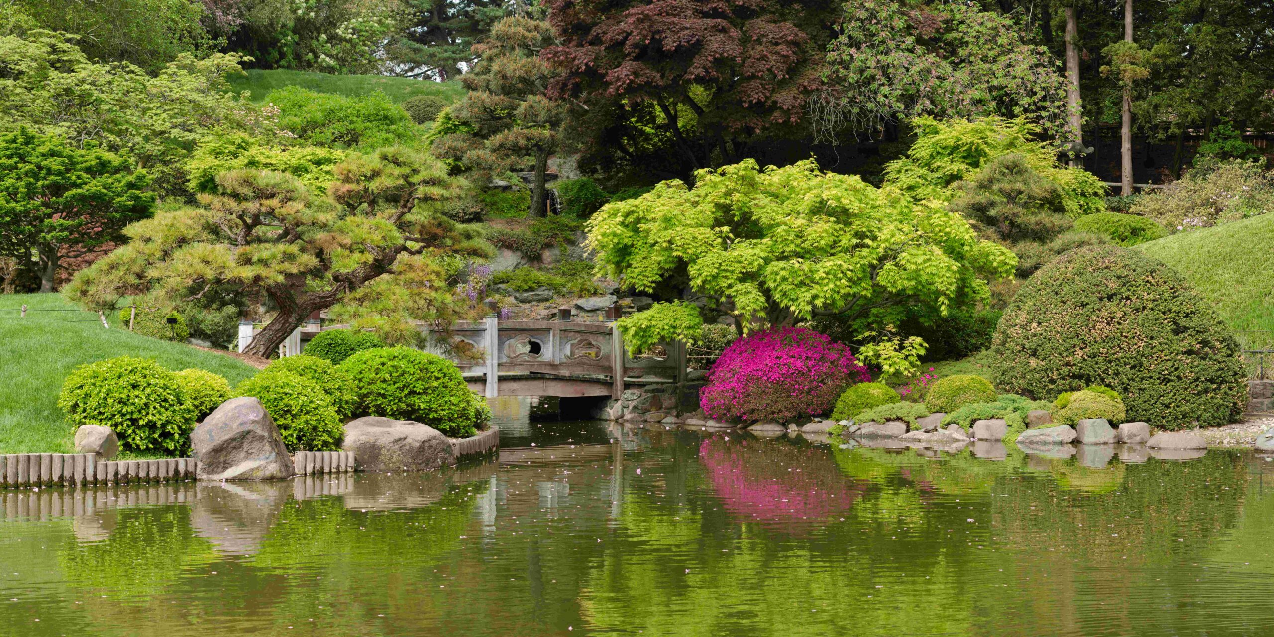 Choose Low-Maintenance Plant Varieties (image credits: By King of Hearts, CC BY-SA 3.0, https://commons.wikimedia.org/w/index.php?curid=40237282)