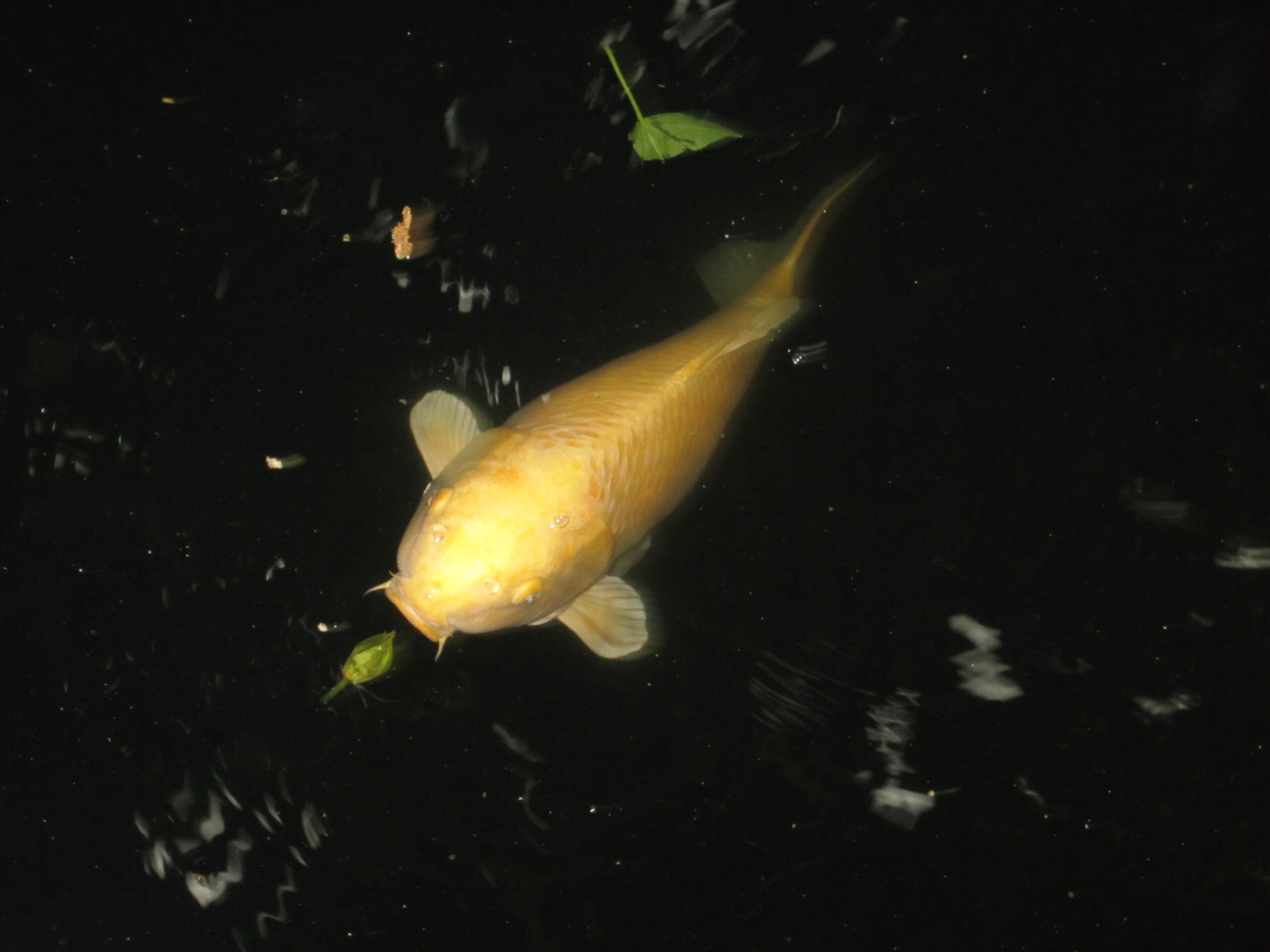 Yamabuki Ogon - $700,000 (image credits: wikimedia)