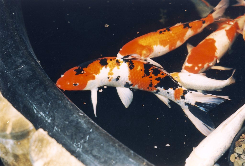 Maruten Sanke - $341,990 (image credits: wikimedia)