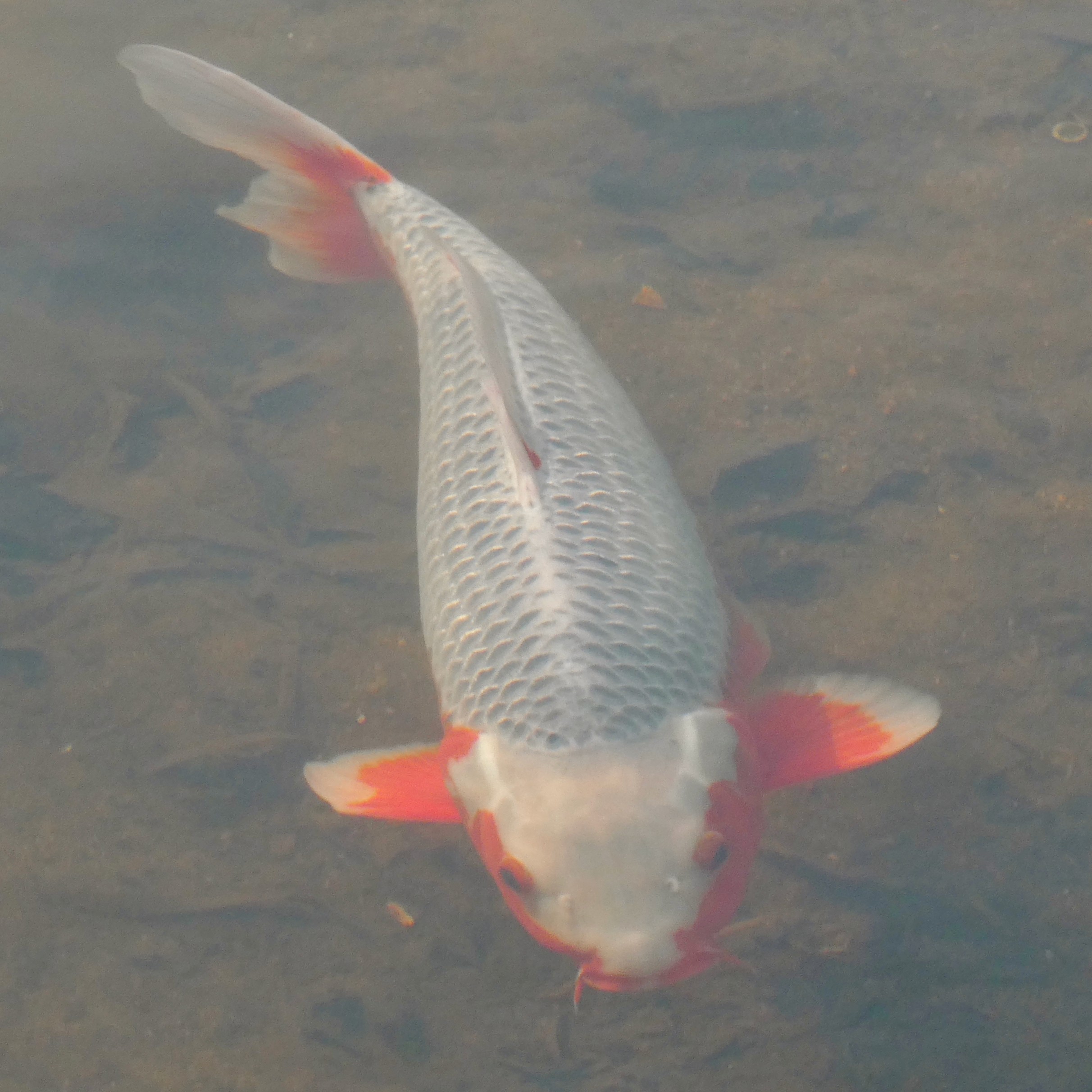 Asagi Champion - $152,000 (image credits: wikimedia)