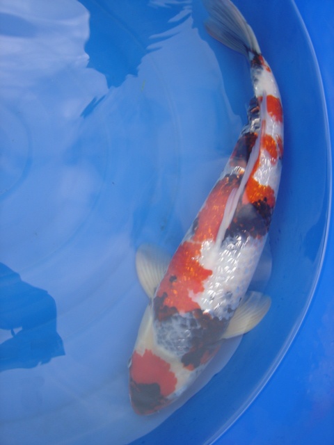Show-Quality Showa - $68,000 (image credits: wikimedia)